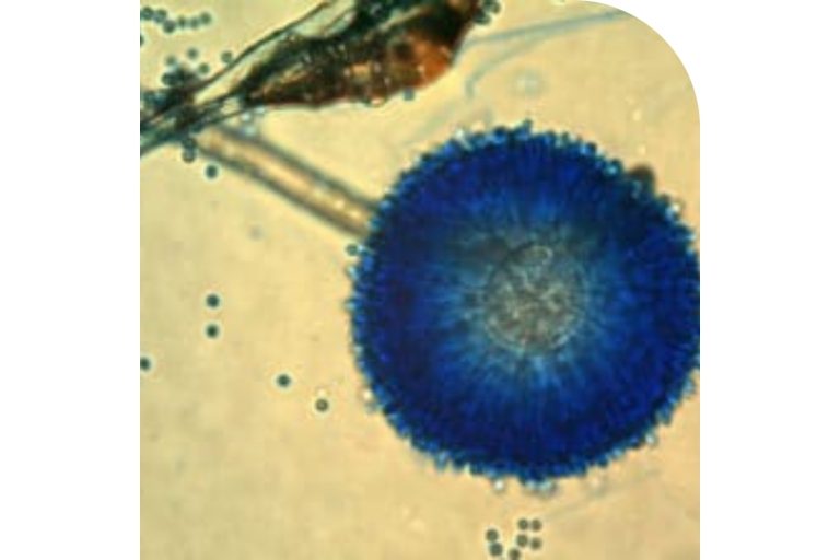 Aspergillus ochraceus