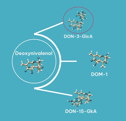 DON biotransformation