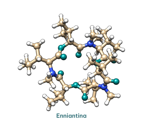 enniantina.