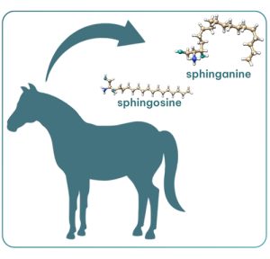 Structure of sphingolipids.