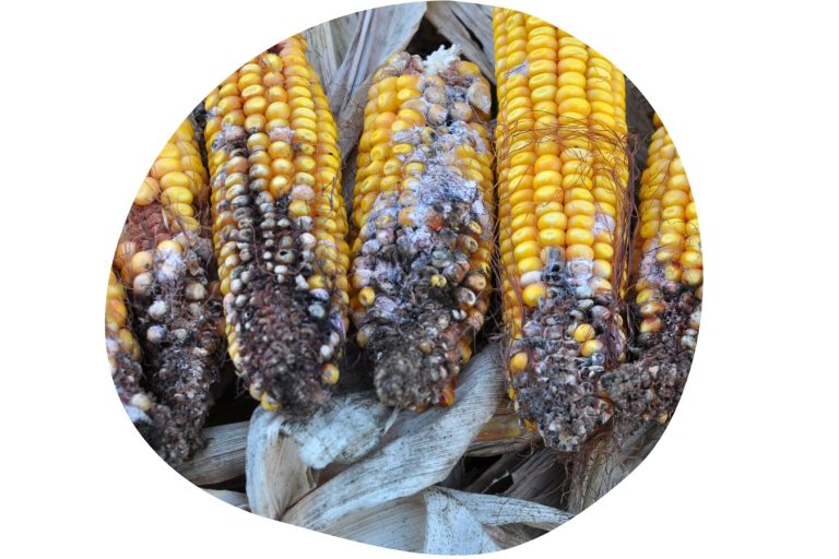 Maize contaminated with Fusarium graminearum.