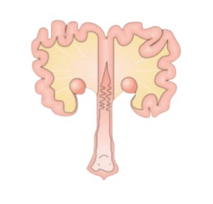 Sow reproductive system