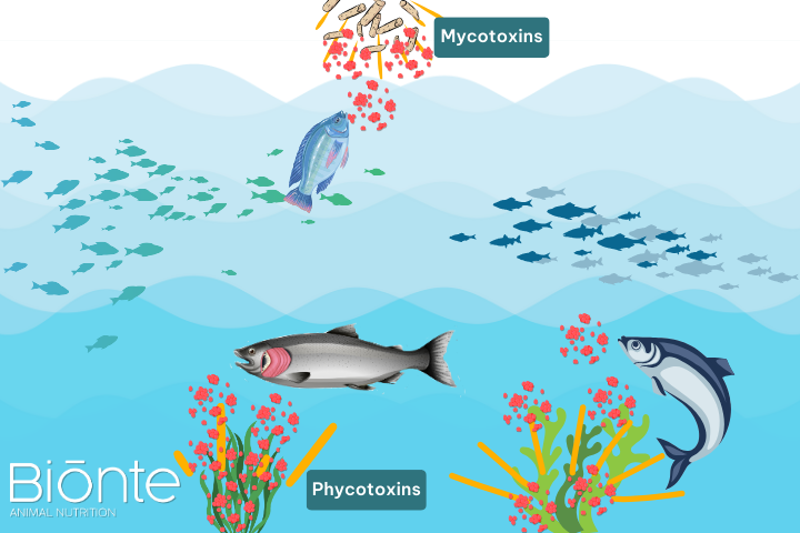 Navigating biotoxins in aquaculture