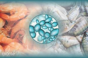 Effects of yeasts in aquaculture